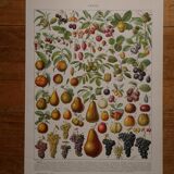 Lot of lithographs on flowers, trees, medicinal plants, fruits and the orchard