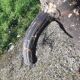 Well pump cast iron 19th