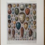 Lithograph on eggs - 1930