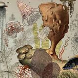 Lithograph on the ocean (surface) - 1900