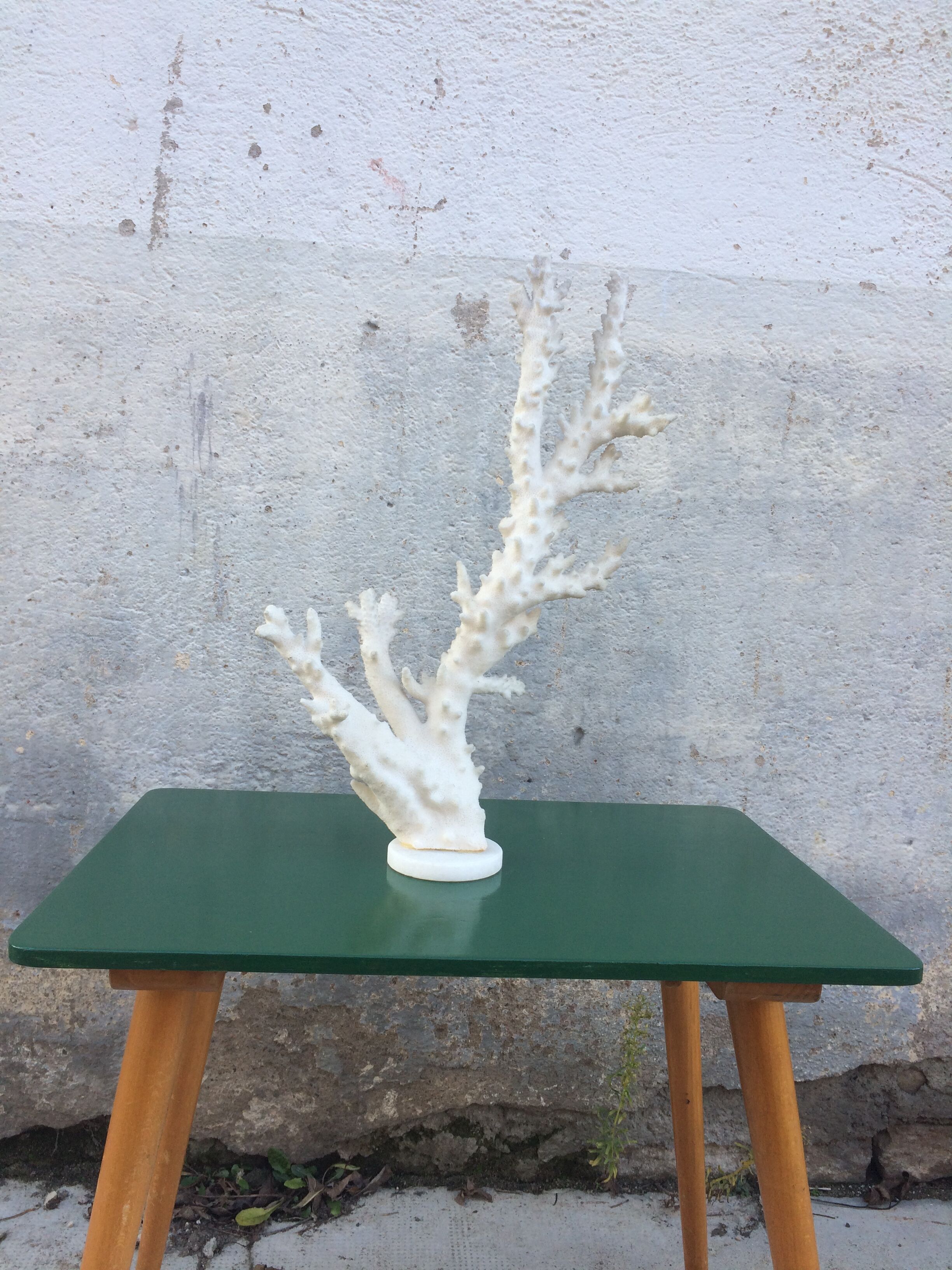 Coral branch 46 x 31 cm on alabaster marble base