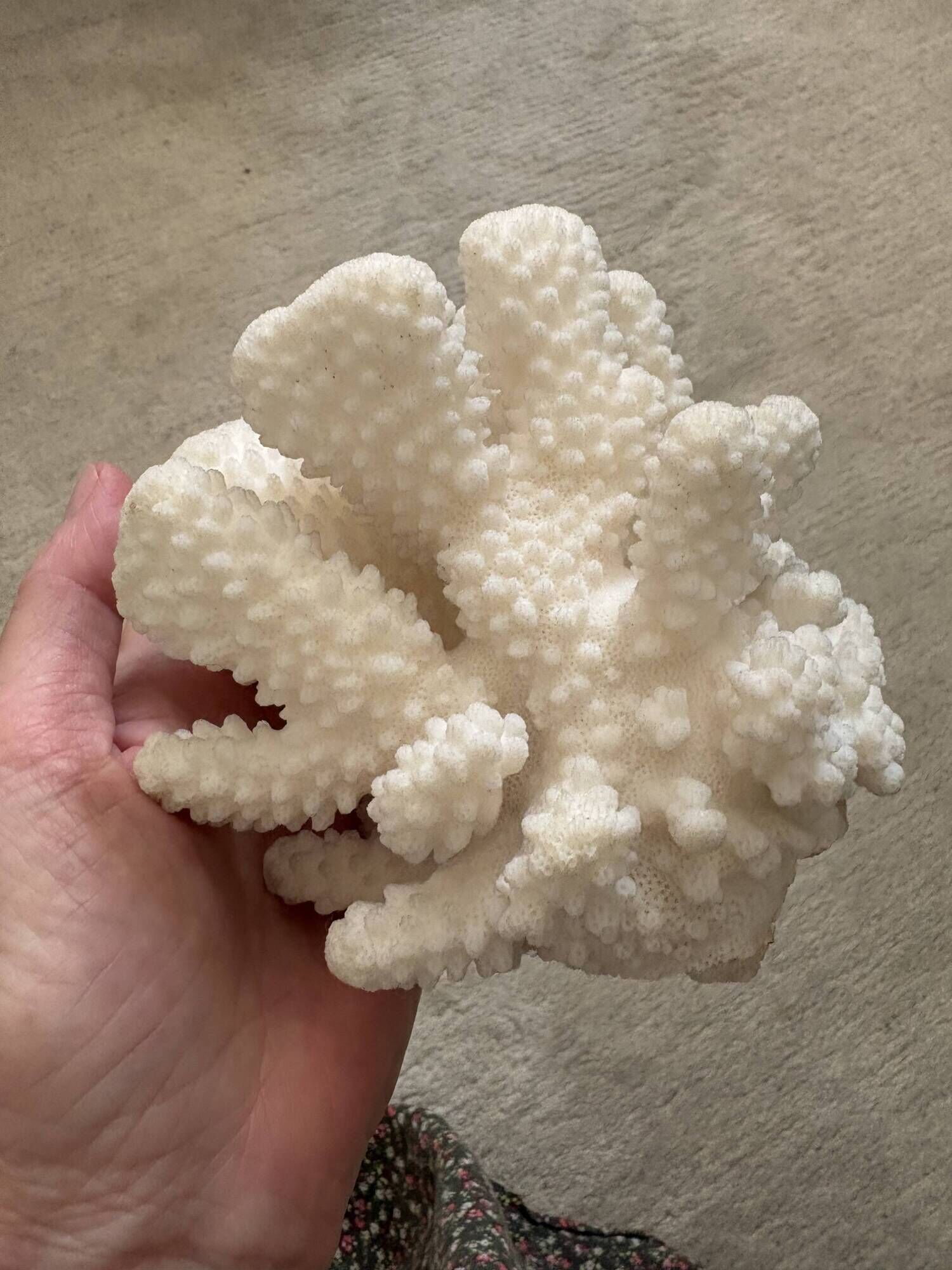 Branch coral