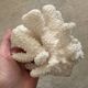 Branch coral