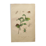 Antique engraving from 1839 - Polygonatum Insects - Hand-colored plate