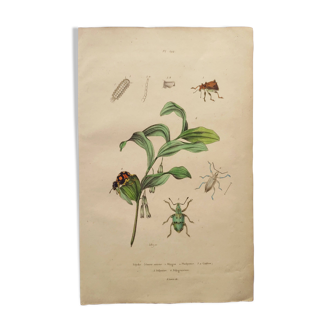 Antique engraving from 1839 - Polygonatum Insects - Hand-colored plate
