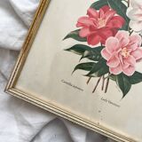 Lithograph - vintage botanical print Camellia Japonica