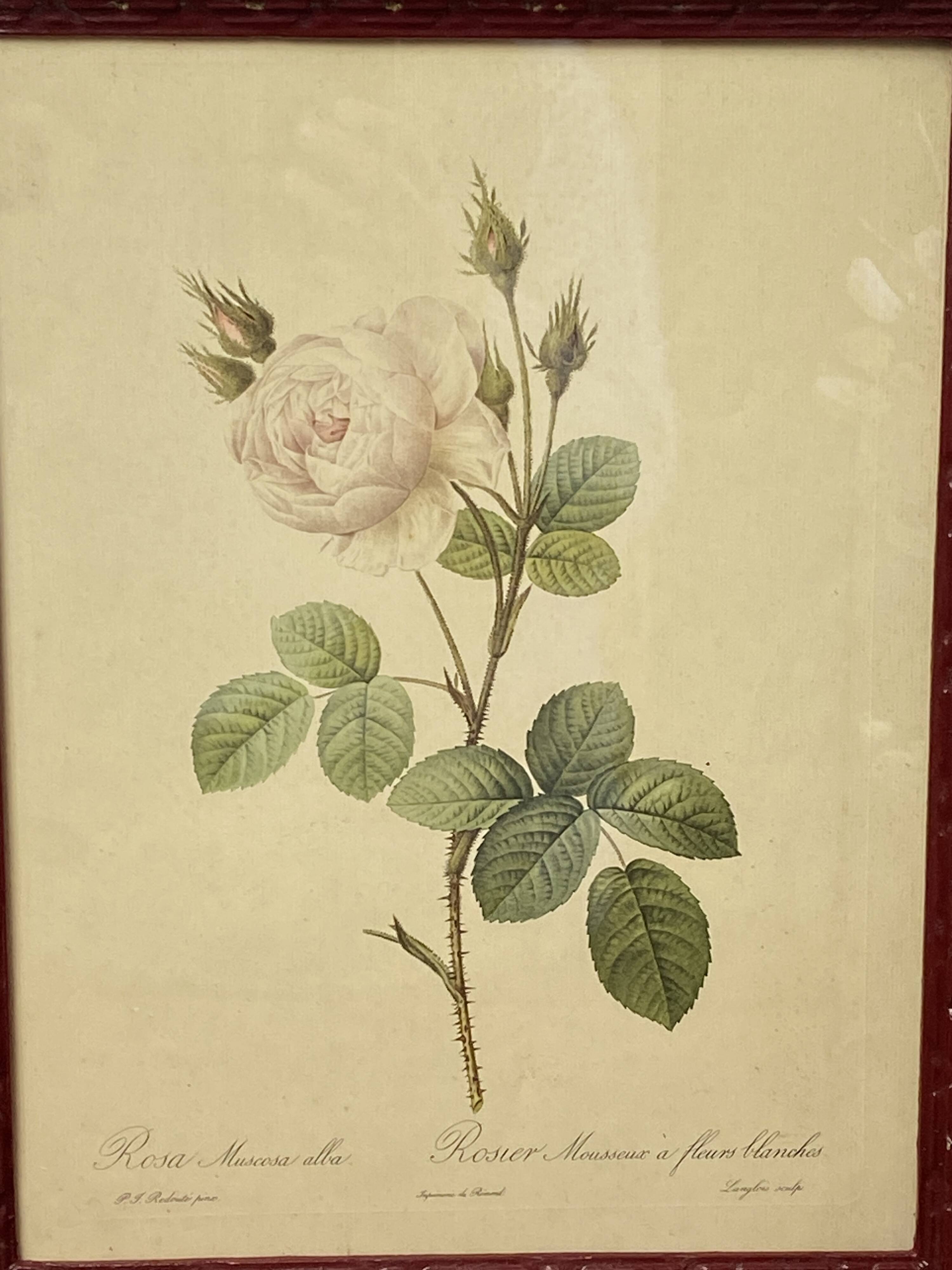 Affiche botanique, Rosier Mousseux encadrée