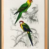 Poster about colorful parakeets, based on an old engraving from 1849.