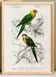 Poster about colorful parakeets, based on an old engraving from 1849.