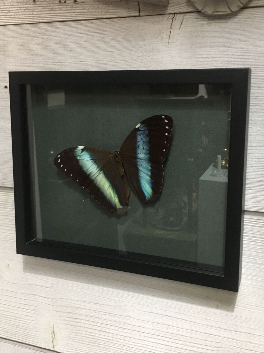 Naturalized butterfly frame