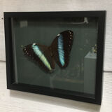Naturalized butterfly frame