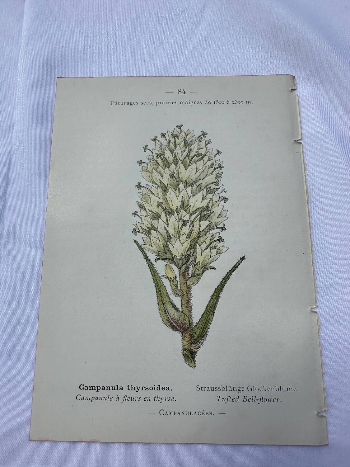 Old botanical engraving naturalist plate 18th century double-sided
