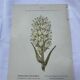 Old botanical engraving naturalist plate 18th century double-sided