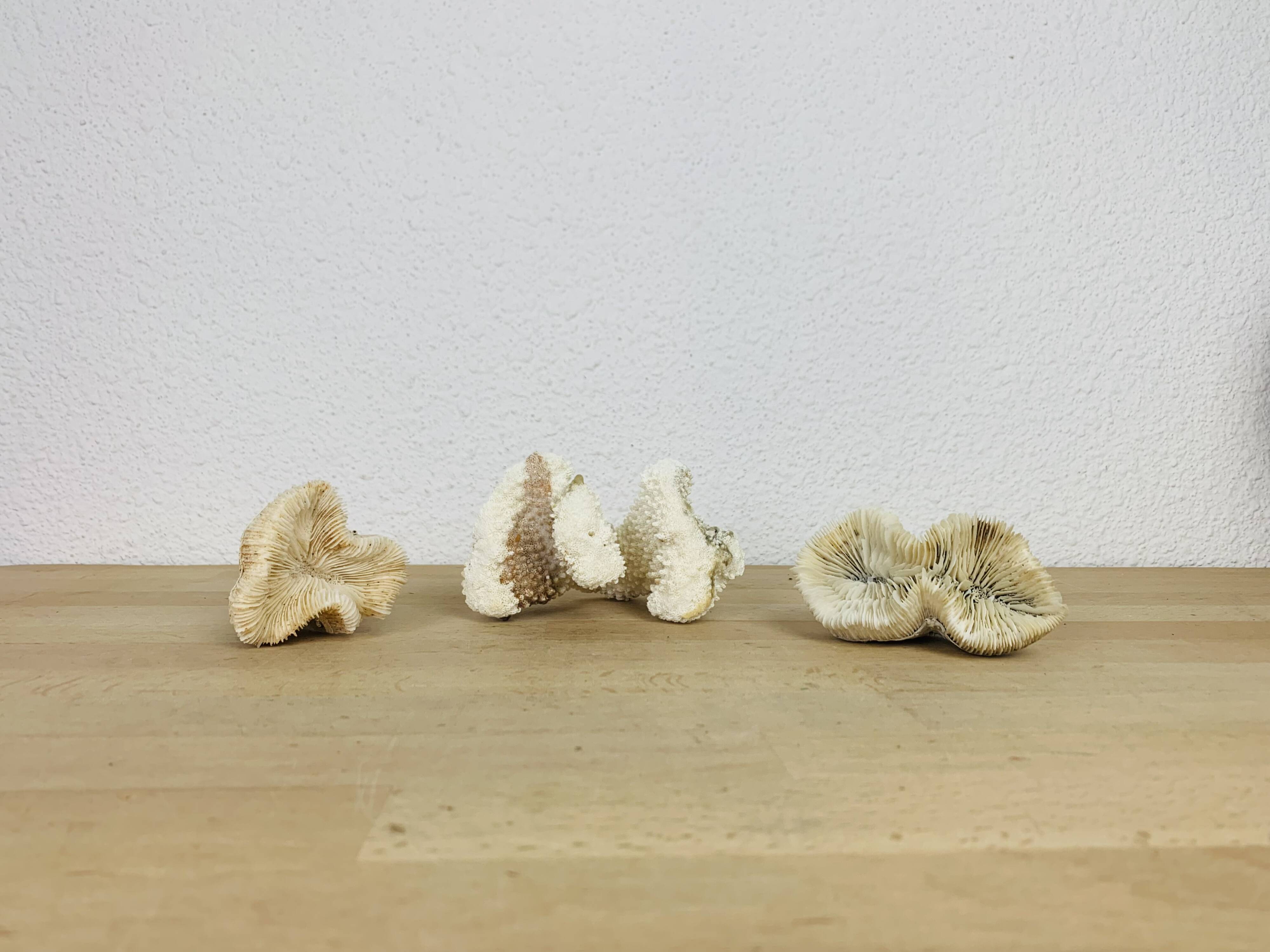 3 old white corals, coral