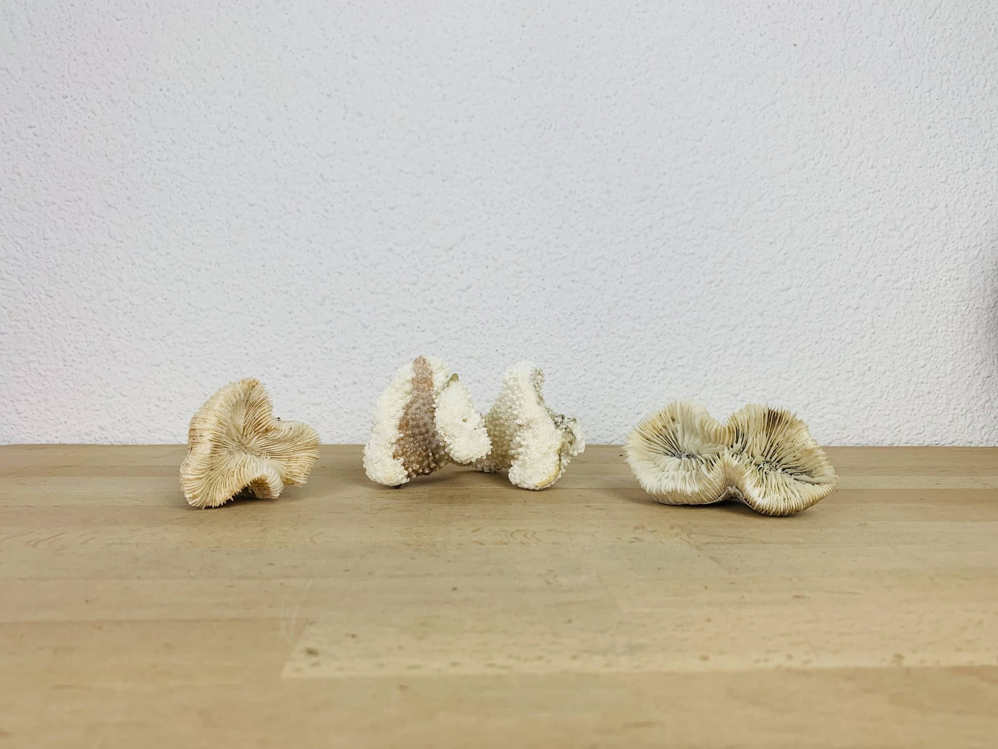 3 old white corals, coral