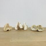 3 coraux blancs anciens