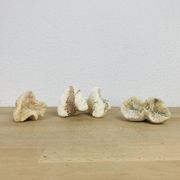 3 old white corals, coral