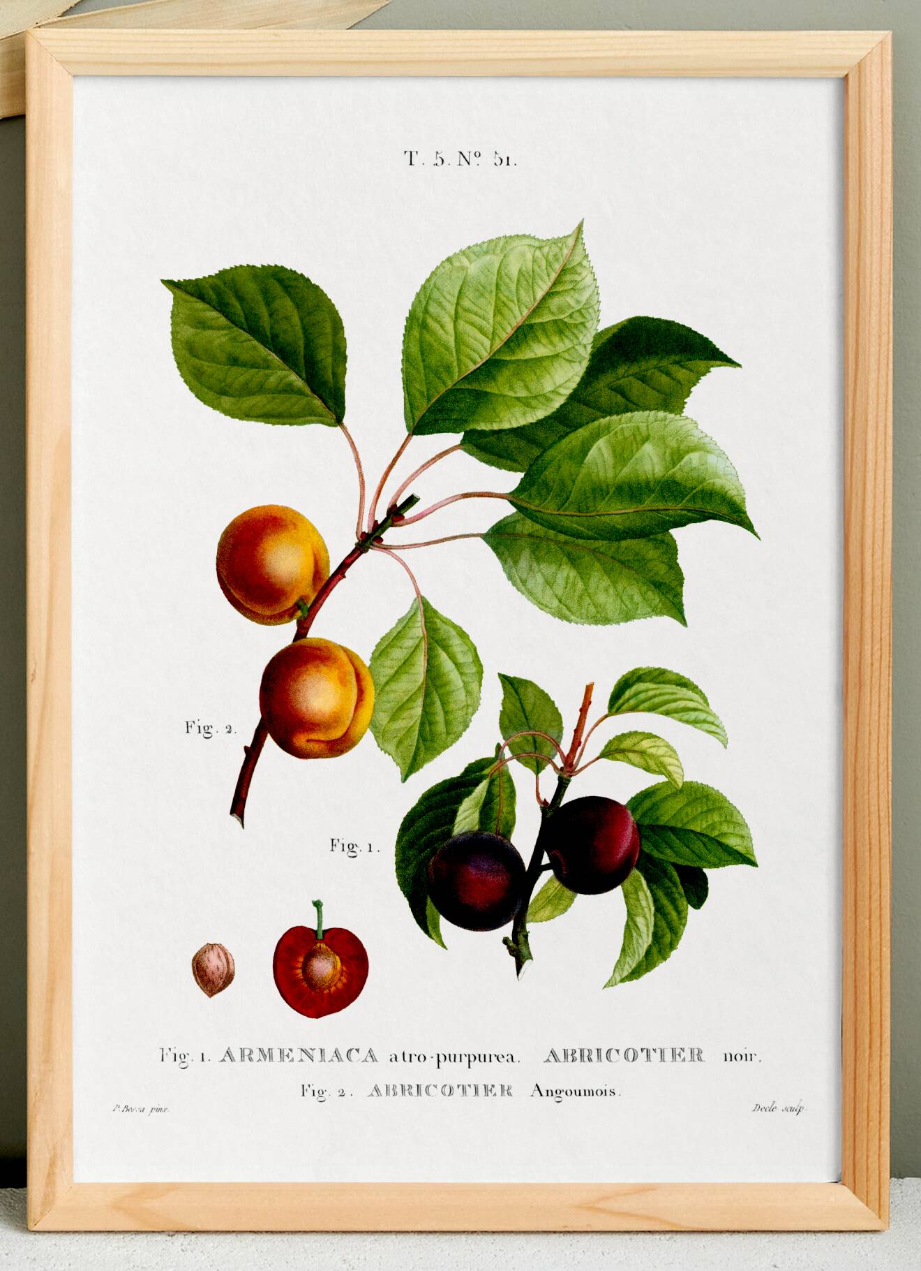 Botanical poster on apricot tree, based on an old engraving from 1802.