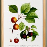 Botanical poster on apricot tree, based on an old engraving from 1802.