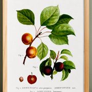 Botanical poster on apricot tree, based on an old engraving from 1802.