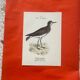 Gravure botanique oiseaux double face planche naturaliste