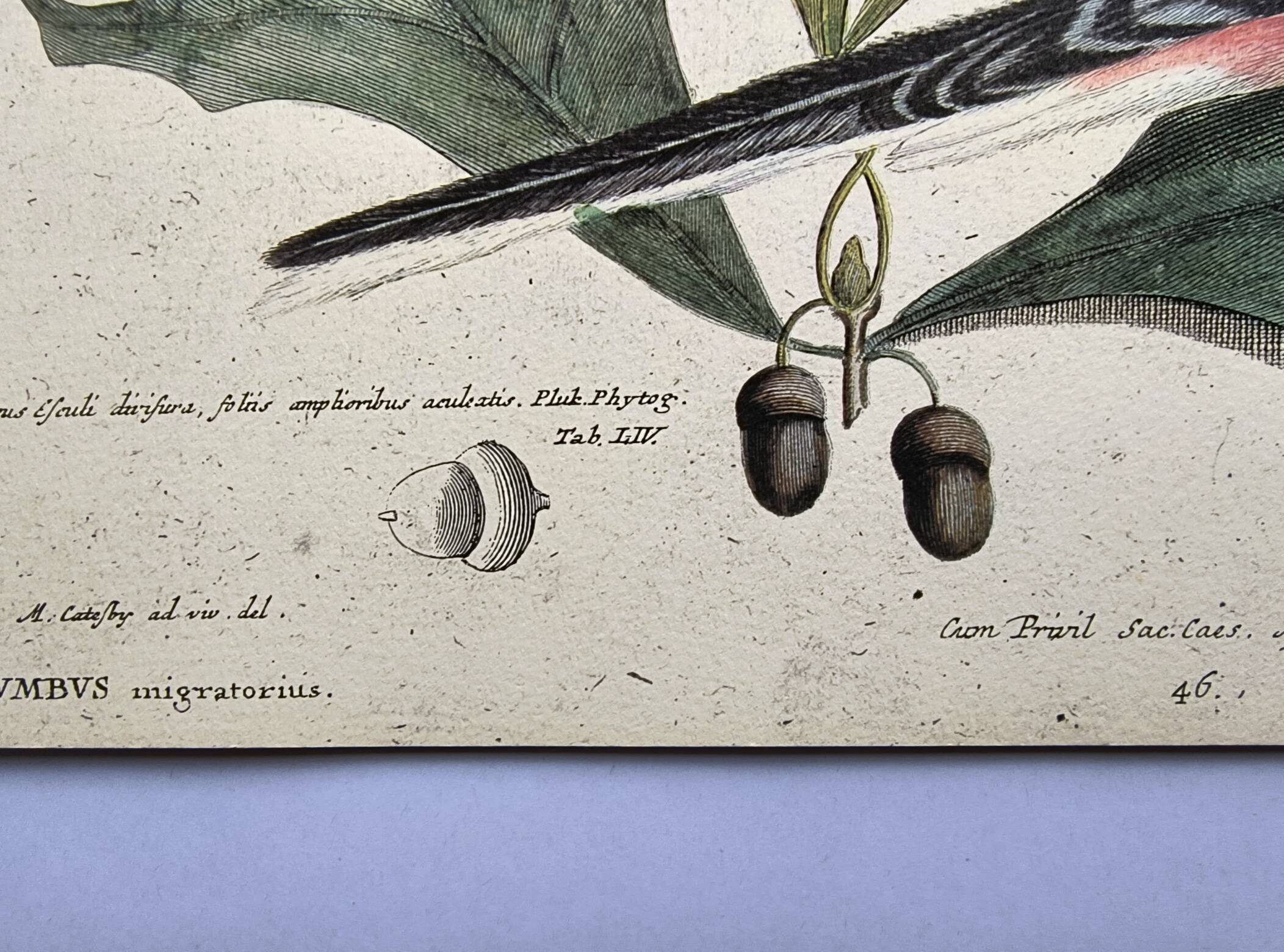 Antique bird plate - Passenger Pigeon - Zoological engraving by Seligmann