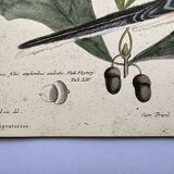 Antique bird plate - Passenger Pigeon - Zoological engraving by Seligmann