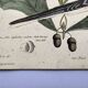 Antique bird plate - Passenger Pigeon - Zoological engraving by Seligmann