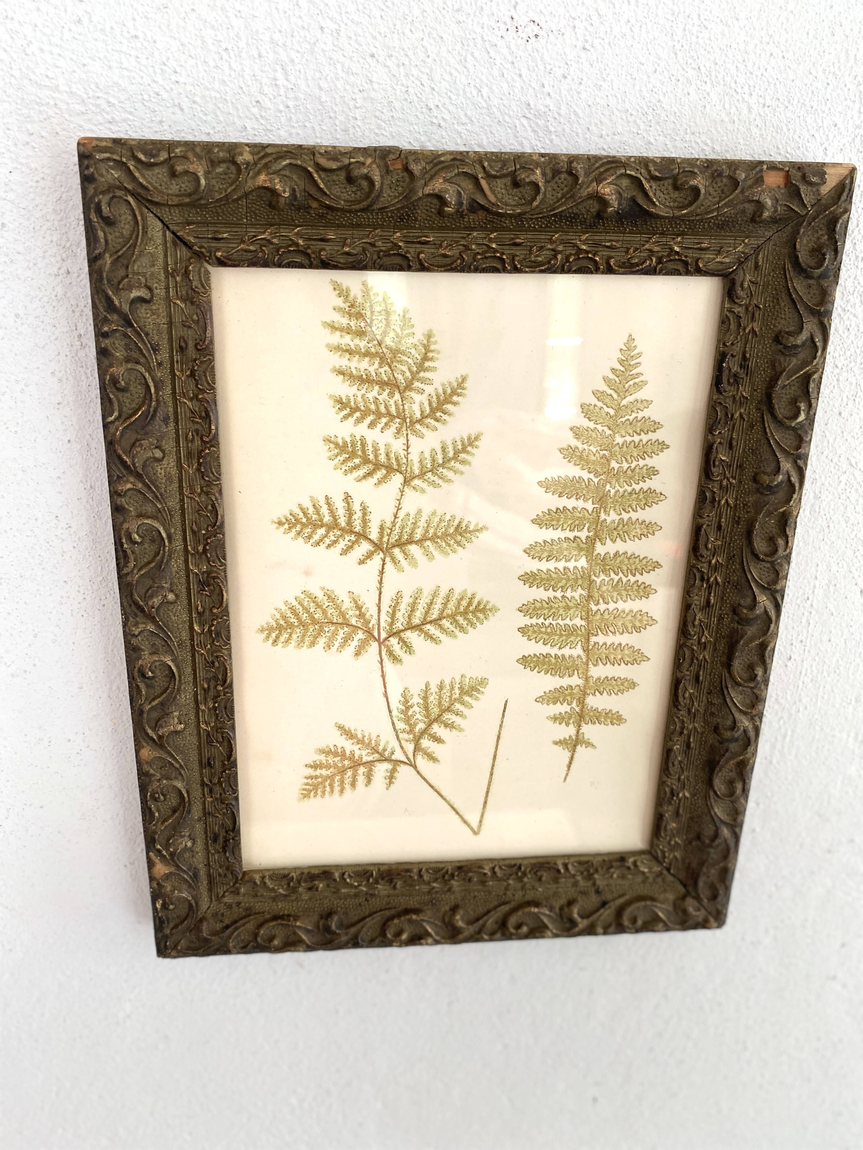 Victorian era botanical board, wooden molding frame