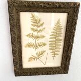 Victorian era botanical board, wooden molding frame