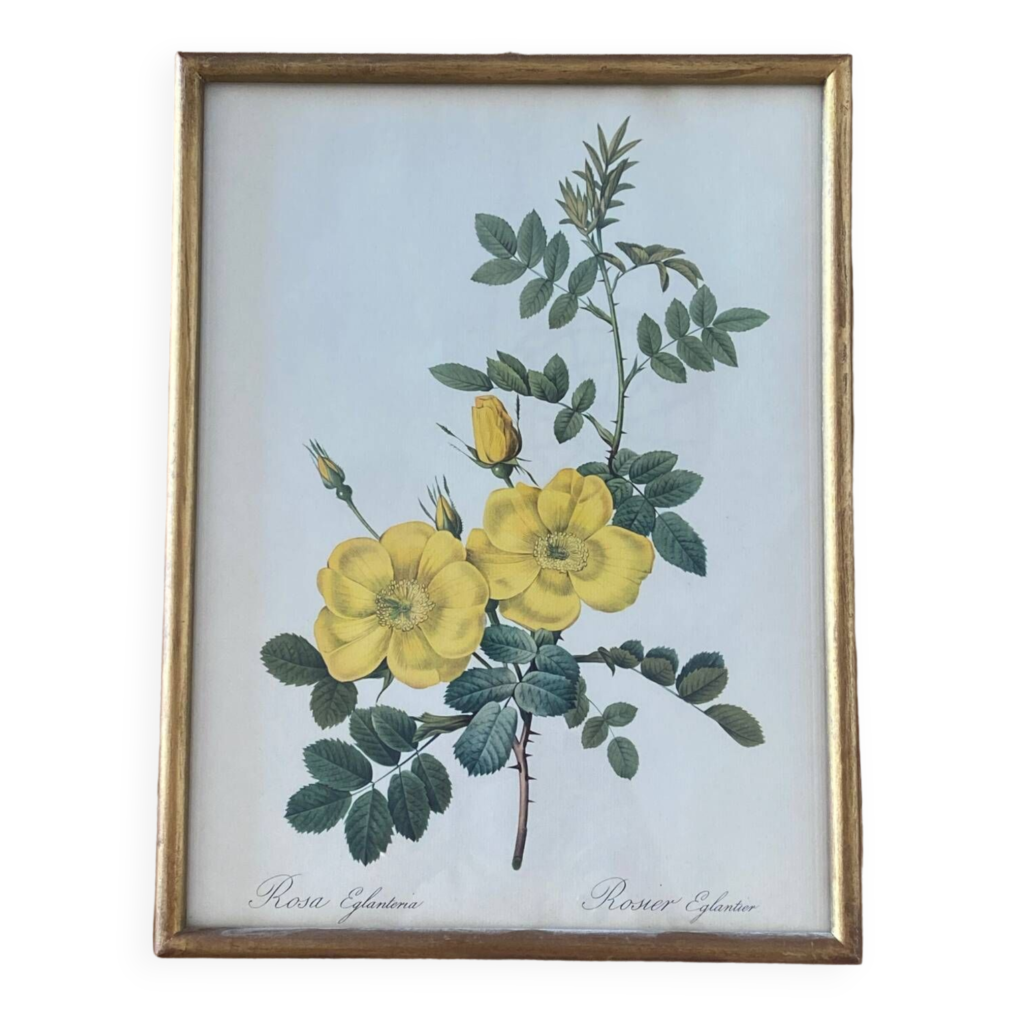 Lithographie PJ Redouté Rosier Eglantier