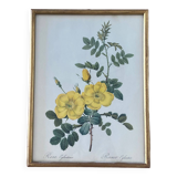 Lithographie PJ Redouté Rosier Eglantier