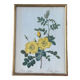 Lithographie PJ Redouté Rosier Eglantier
