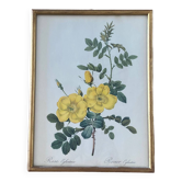 Lithographie PJ Redouté Rosier Eglantier