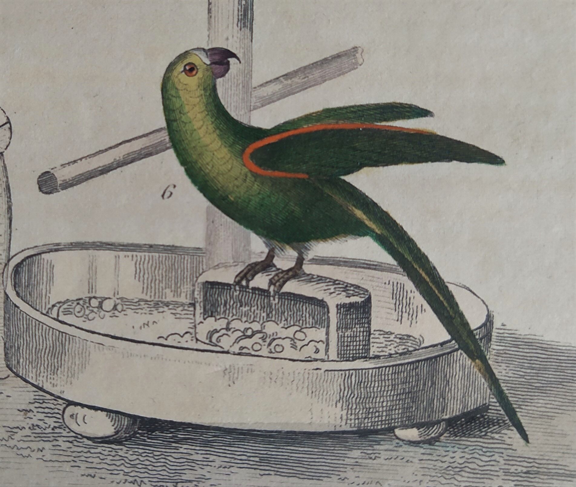 Original Ornithological plate " Meunier - Crik with blue face - &c... " Buffon (1836)