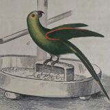 Original Ornithological plate " Meunier - Crik with blue face - &c... " Buffon (1836)