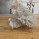 Brush coral