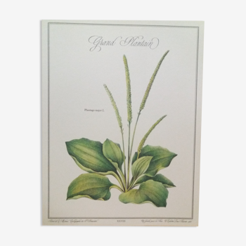 Planche botanique Grand Plantain