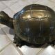 Tortue en laiton xxe patine dorée