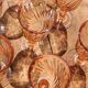 12 Rosaline wine glasses