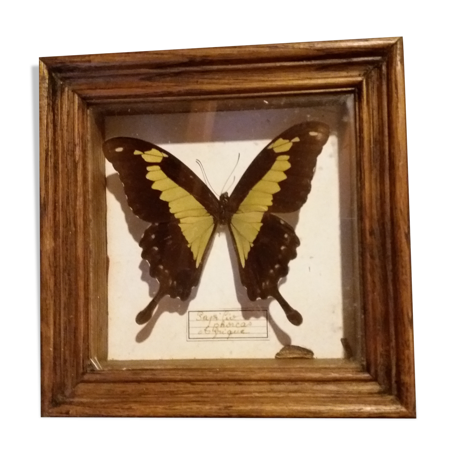 Butterfly papilio phorcas framework