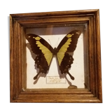 Butterfly papilio phorcas framework