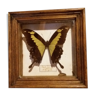 Butterfly papilio phorcas framework