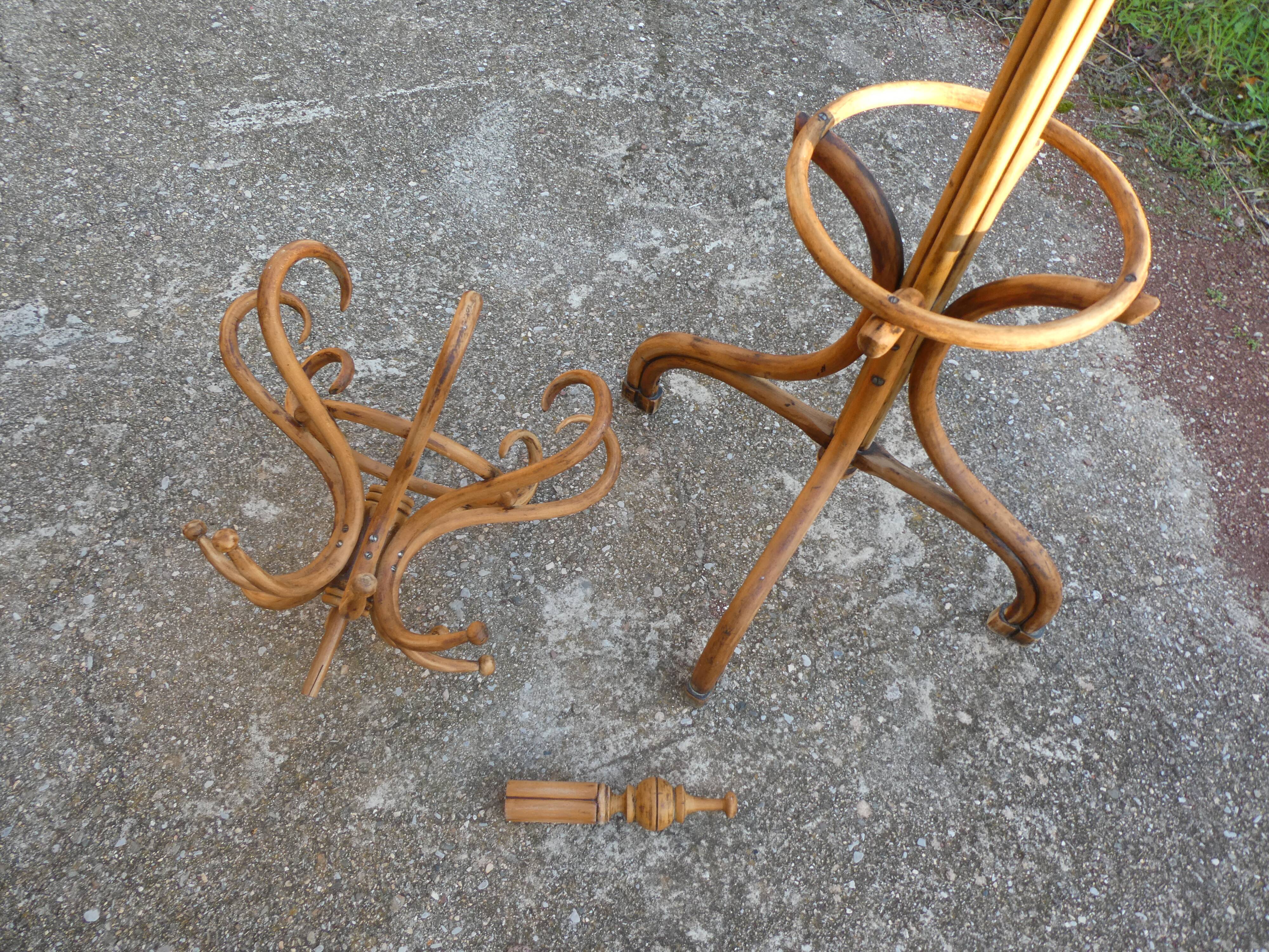 Parrot coat rack in curved wood - Art Nouveau