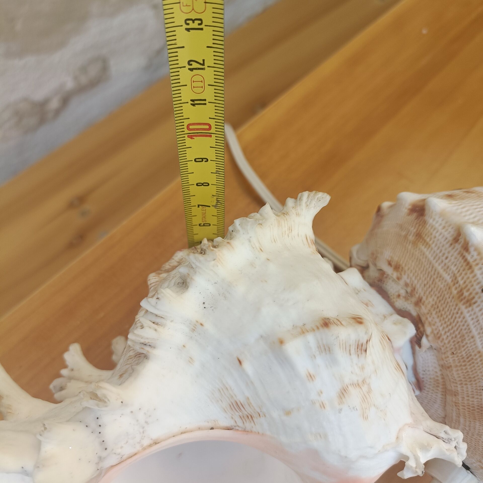 Shell lamp 60's