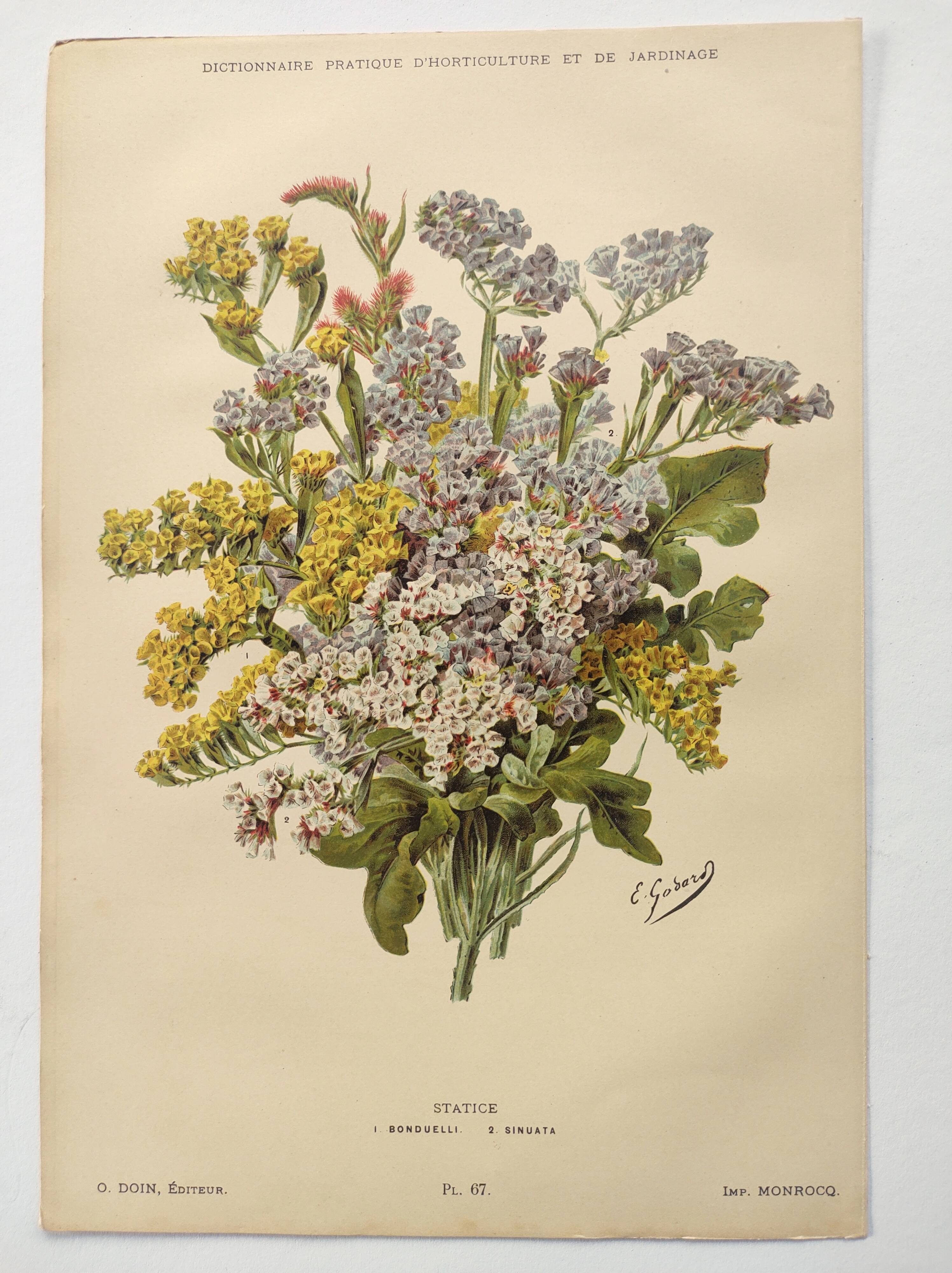 Old flower engraving 1899 - Statice - Vintage botanical print