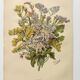 Old flower engraving 1899 - Statice - Vintage botanical print