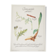 Botanical plank