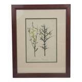 Botanical plate engraving by C. Pierre after Naudin