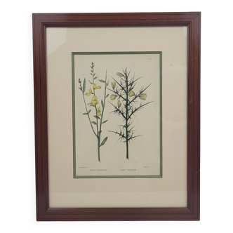 Botanical plate engraving by C. Pierre after Naudin